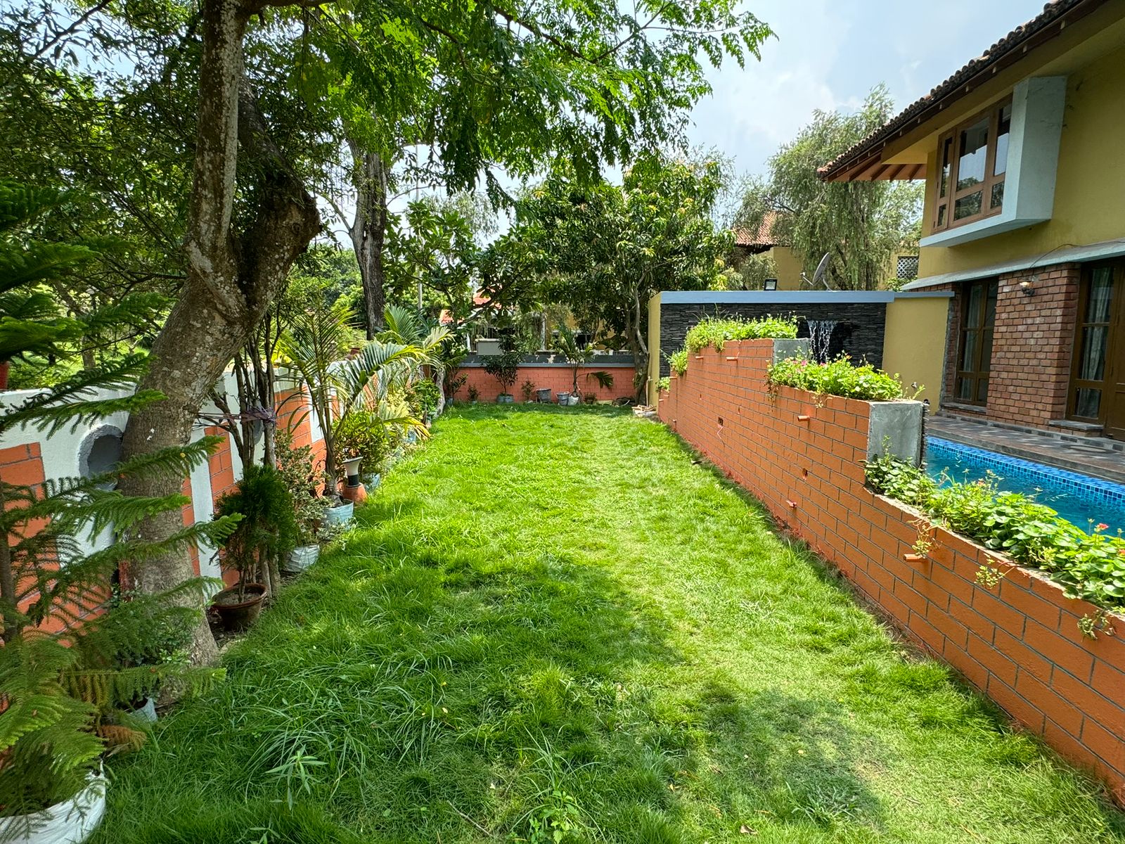 Lush lawn framed by mango and palm
